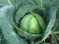 Golden Acre Cabbage Seeds - Brassica oleracea, Compact, Green, Home Gardening, Vegetable Seeds, Salad & Cooking