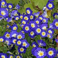 Dwarf Morning Glory Seeds - Blue Flowers, Non-GMO, Heirloom, Ipomoea purpurea, 50 Seeds for Gardens & Containers