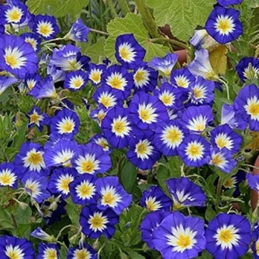 Dwarf Morning Glory Seeds - Blue Flowers, Non-GMO, Heirloom, Ipomoea purpurea, 50 Seeds for Gardens & Containers