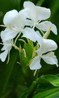 Fragrant White Butterfly Ginger Lily Plant in 4-Inch Pot, Hedychium Coronarium, Fully Rooted, Butterfly & Hummingbird Attractant