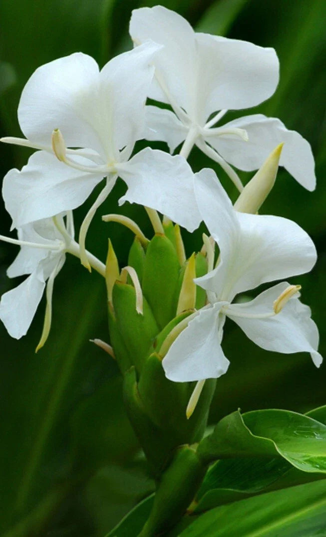 Fragrant White Butterfly Ginger Lily Plant in 4-Inch Pot, Hedychium Coronarium, Fully Rooted, Butterfly & Hummingbird Attractant