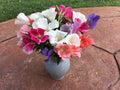 Clarkia amoena Wildflower Seeds - Farewell to Spring Mix, Colorful Garden Bloom, 100 Seeds for Borders & Containers