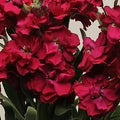 Stock Katz Ruby Seeds - 500 Premium Delphinium ajacis Flowers for Vibrant Garden Borders & Containers