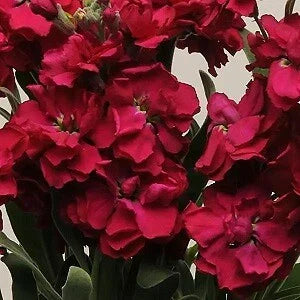 Stock Katz Ruby Seeds - 500 Premium Delphinium ajacis Flowers for Vibrant Garden Borders & Containers