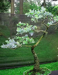 Silver Drop Eucalyptus Bonsai Tree Seeds - 25+ Pack, Eucalyptus pulverulenta, Indoor & Outdoor Gardening