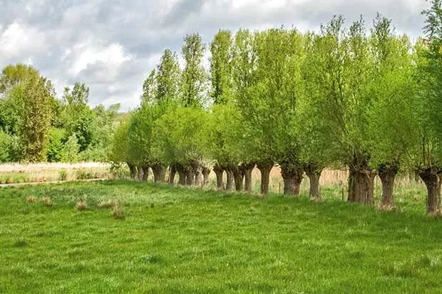 Forage Willow Plants - Fast Growing Shade Provider for Horses & Goats - Salix spp. - Starter Plant