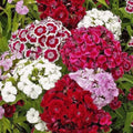 Sweet William Seeds - 200+ Mixed Colors - Fragrant Perennial Flowers - Dianthus barbatus Seeds for Garden Beds & Borders