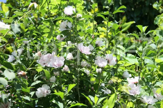 Rose-of-Sharon Cuttings Pink Stem Branches - Hibiscus syriacus 'Blushing Bride' Bush/Shrub