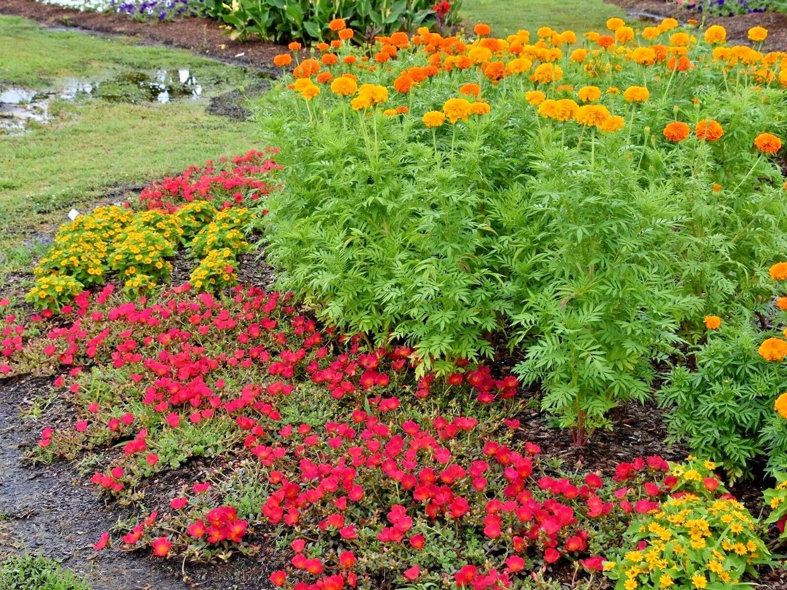 African Marigold Flower Seeds - 300+ Count, Deer Resistant, Pollinator Friendly, Tagetes erecta, Garden Seeds