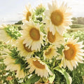 Organic White Lite Sunflower Seeds - Helianthus annuus - 15 Pack, Non-GMO, Full Sun, USA Grown, Attracts Pollinators