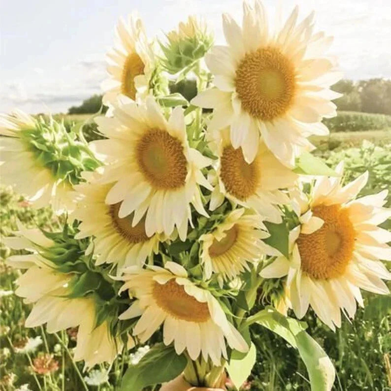Organic White Lite Sunflower Seeds - Helianthus annuus - 15 Pack, Non-GMO, Full Sun, USA Grown, Attracts Pollinators