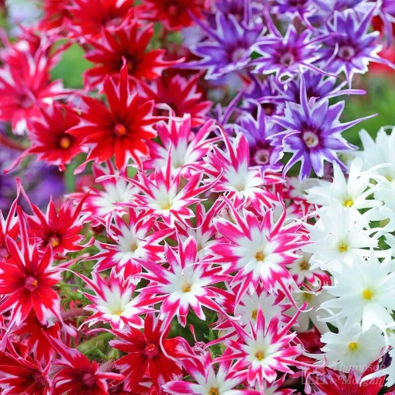 Twinkle Phlox Seeds - 50 Perennial Flower Seeds for Butterflies, Pollinators, Phlox paniculata, Garden, Borders, Containers