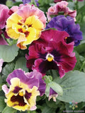 Moulin Rouge Mix Pansy Seeds - Viola tricolor var. hortensis - Garden Flower Seeds for Borders & Containers