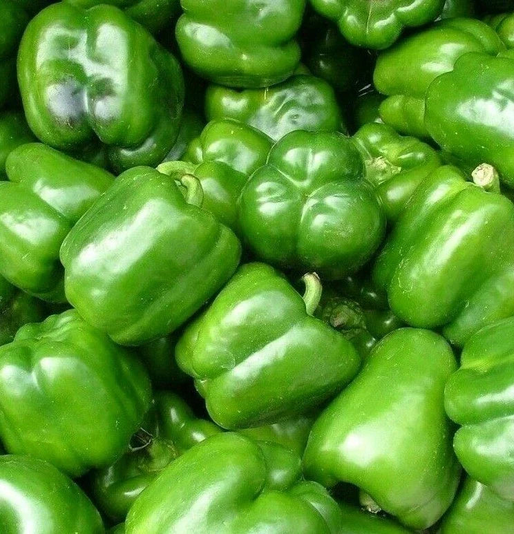 California Wonder Bell Pepper Seeds - 100+ Sweet Capsicum annuum for Garden or Container Growing