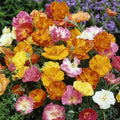 Poppy Flower Seeds Ballerina Mix, Papaver rhoeas, Vibrant Colors, Easy to Grow, Garden Bed or Border, 50 Seeds