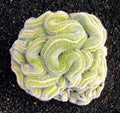 Green Brain Cactus Seeds - 10 Rare Succulent Seeds for Desert Gardening - Echinopsis chamaecereus