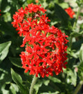 Maltese Cross Seeds, Perennial Lychnis Chalcedonica, Bright Red Flowers, 300+ Seeds, Full Sun, Easy to Grow