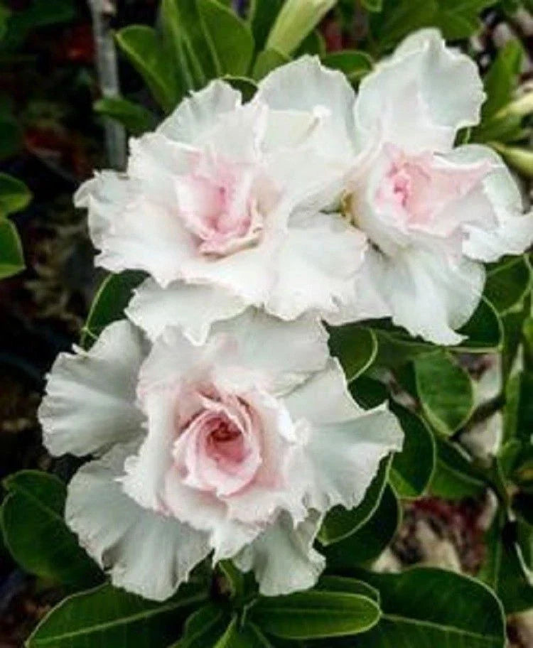Double White Desert Rose Seeds – Adenium Obesum Perennial Flower Seeds – 4 Pack for Garden & Indoor Plants