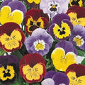 Joker Mix Pansy Seeds - 50 Seeds, Colorful Viola tricolor Annual Flowers for Garden Beds & Containers