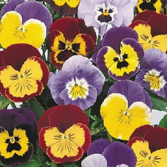 Joker Mix Pansy Seeds - 50 Seeds, Colorful Viola tricolor Annual Flowers for Garden Beds & Containers