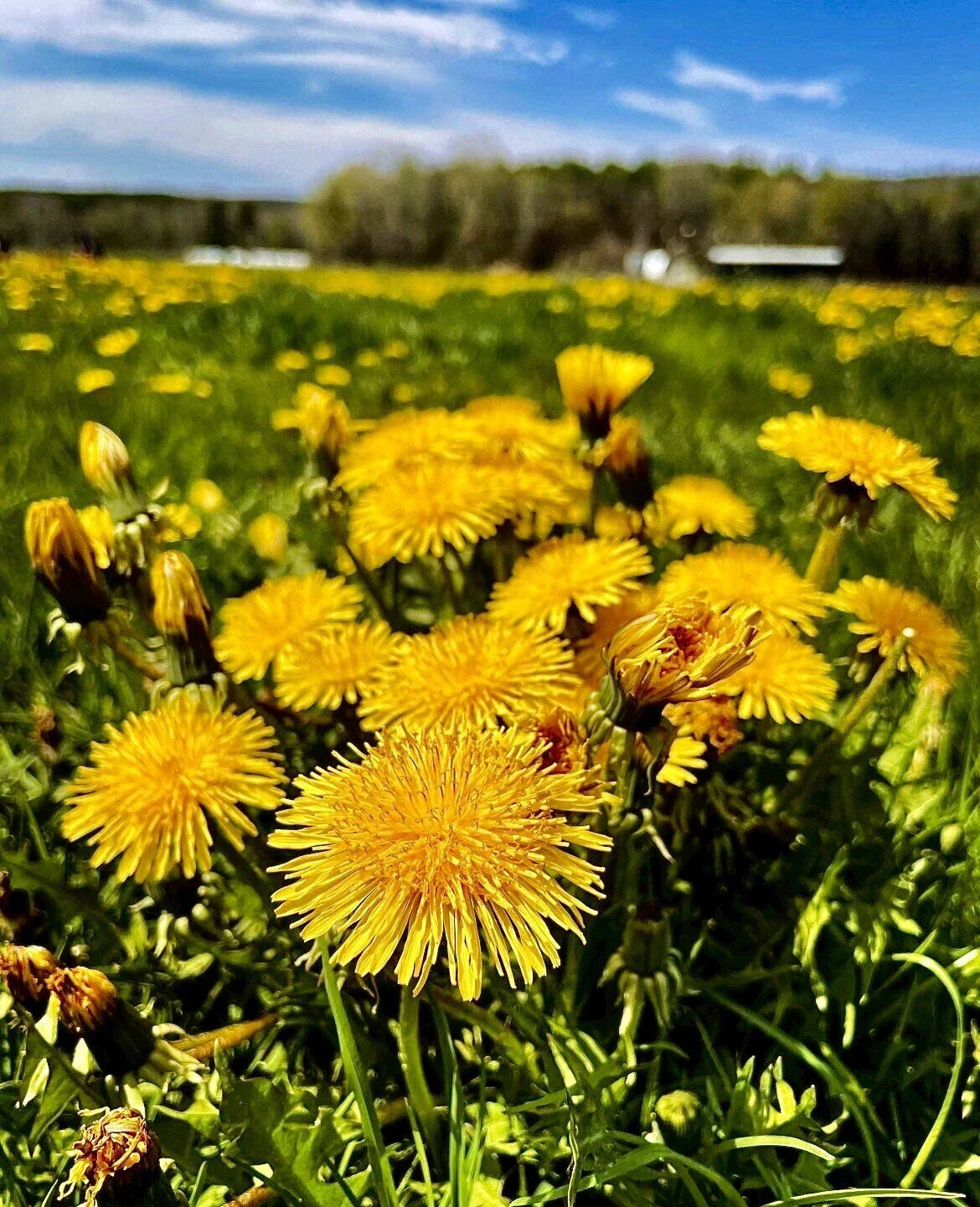 Organic Dandelion Seeds - Wild Yellow Flowers - Perennial Herb - Taraxacum officinale - Eco-Friendly Garden Plant