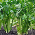 Tall Utah Celery Seeds - NON-GMO Heirloom, Organic Gardening, Apium graveolens, Full Sun