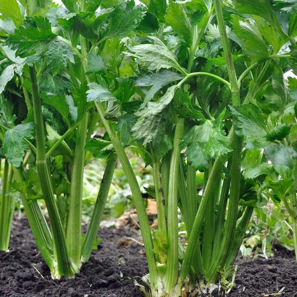 Tall Utah Celery Seeds - NON-GMO Heirloom, Organic Gardening, Apium graveolens, Full Sun