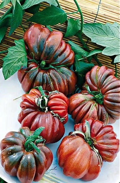Black From Tula Tomato Seeds - Organic Non-GMO Heirloom Solanum lycopersicum, Dark Purple Fruit, 30+ Seeds
