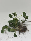 10 Creeping Charlie Plants Bare Root Glechoma hederacea Evergreen Groundcover Fast-Spreading Perennial Vine
