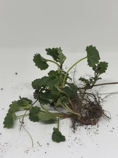 10 Creeping Charlie Plants Bare Root Glechoma hederacea Evergreen Groundcover Fast-Spreading Perennial Vine