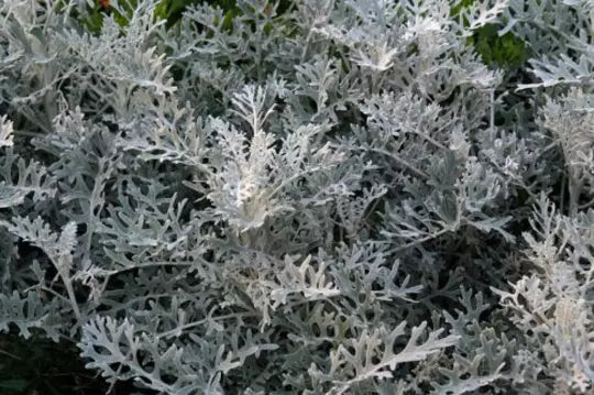 Silver Dust Seeds - 200+ Pack, Dusty Miller (Cineraria Maritima), Drought Tolerant Ground Cover, Silver Gray Foliage, Easy to Grow