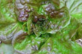 Bronze Guard Leaf Lettuce Seeds - 200 Count, Easy to Grow Lactuca sativa, Heirloom, Nutty Flavor, Fast-Growing, Container Gardening