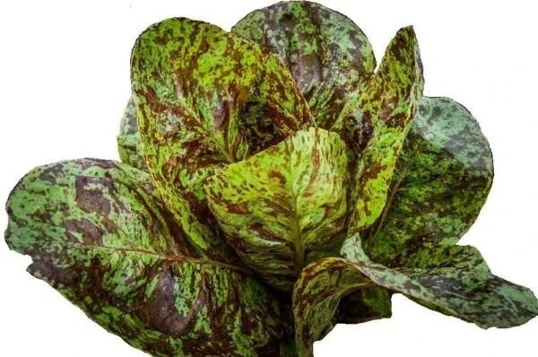 Freckles Romaine Lettuce Seeds - Organic Heirloom Non-GMO Lactuca sativa 'Freckles' - 1000+ Seeds for Salad Gardens