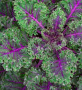 Red Russian Kale Seeds - Bulk 3000+ Heirloom Non-GMO Brassica napus for Gardening & Cooking