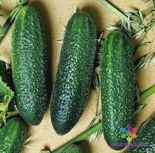 25+ Cool Breeze India Cucumber Seeds, Non-GMO, Cucumis sativus, Garden Planting, Salad & Pickling, USA Free Shipping
