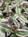 Tradescantia Nanouk Houseplant - 2 Rooted Cuttings, Colorful Variegated Foliage, Easy Care Indoor Plant, Trailing and Spreading
