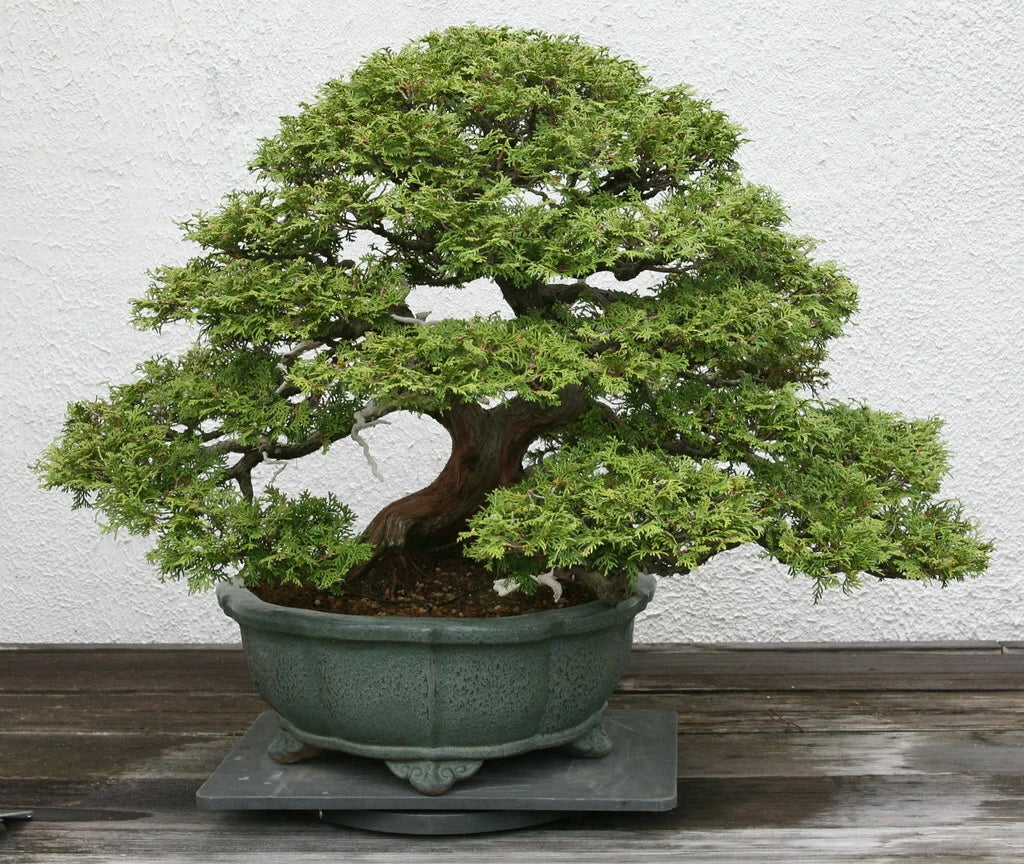 Hinoki Cypress Seeds 50 Count, Chamaecyparis obtusa, Japanese Evergreen Tree for Landscaping & Ornamental Gardens