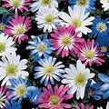 Grecian Windflowers Bulb Mix - Anemone Blanda - Colorful Spring Flowering Bulbs for Garden, 100 Bulbs