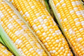 Sweet Corn Seeds - Cappucino Variety, Non-GMO, High Yield, Zea mays, Fresh Seeds for Home Garden & Farming