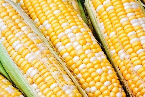 Sweet Corn Seeds - Cappucino Variety, Non-GMO, High Yield, Zea mays, Fresh Seeds for Home Garden & Farming