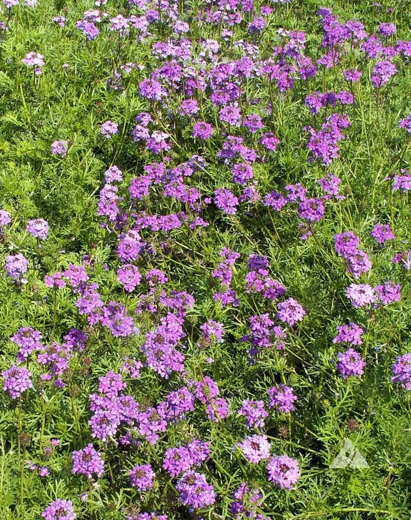 Verbena Seeds - 1000 Non-GMO Purple Moss Perennial Flowers for Butterflies, Verbena peruviana, Garden, Border, Container
