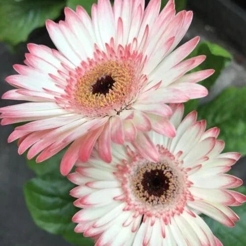 Gerbera Daisy Seeds - 200 Count White & Pink Gerbera jamesonii Flower Seeds for Garden Beds & Containers