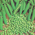 Green Arrow Pea Seeds 25 Ct Heirloom Non-GMO Pod Peas for Vegetable Garden, Pisum sativum, Climbing Vines