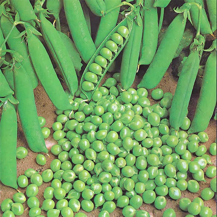 Green Arrow Pea Seeds 25 Ct Heirloom Non-GMO Pod Peas for Vegetable Garden, Pisum sativum, Climbing Vines