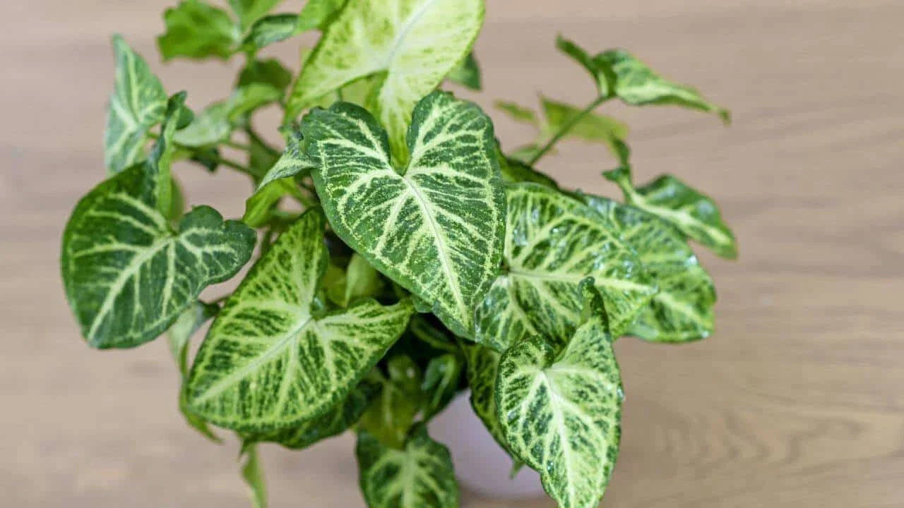 Live Syngonium Podophyllum Arrowhead Plant – 3-Year-Old Well-Rooted Indoor Houseplant with Variegated Leaves