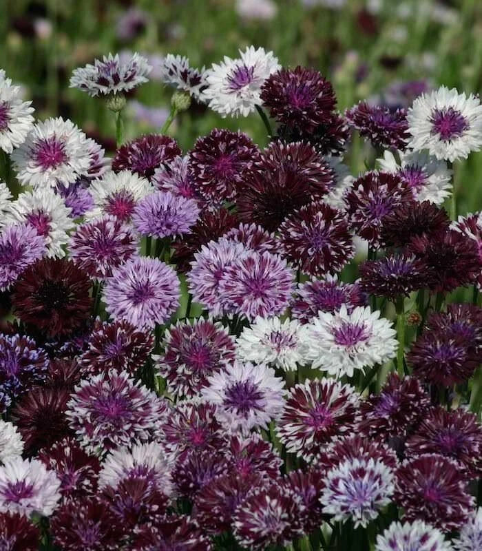 50 Classic Magic Bachelor's Button Seeds - Annual Blue Flower Seeds (Centaurea cyanus) for Borders & Pollinator Gardens