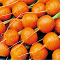 Parisian Carrot Seeds – Non-GMO Vegetable Seeds for Small Gardens, Daucus carota, 500+ Premium Seeds