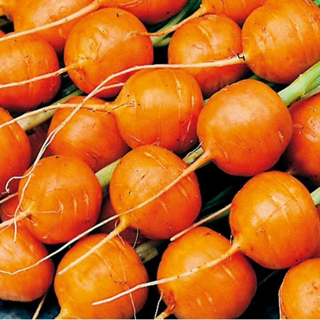 Parisian Carrot Seeds – Non-GMO Vegetable Seeds for Small Gardens, Daucus carota, 500+ Premium Seeds