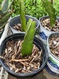 Rooted Red Dragon Fruit Cutting - Hylocereus undatus, Dark Pink Skin, Red Flesh, Climbing Cactus, Ready to Plant