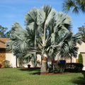 Silver Bismarckia Palm Tree Seeds - Bismarckia Nobilis, Tropical Landscaping, Garden, Drought Tolerant, Silver Blue Foliage, 5 Pack
